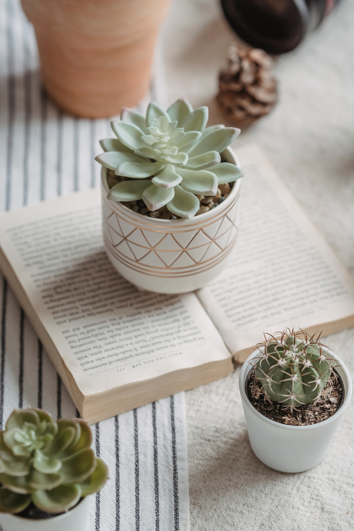 Green Succulent Plant on White Ceramic Pot